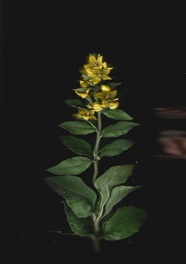 Invisible flowers series