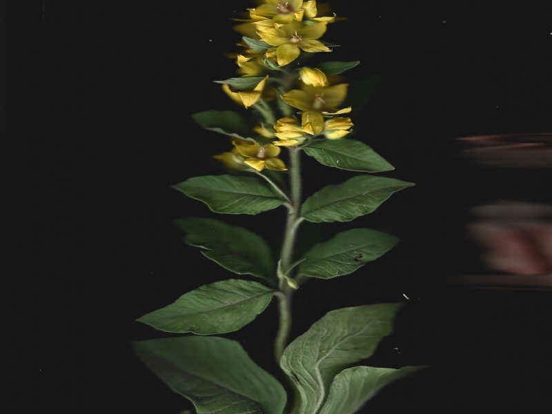 Invisible flowers series